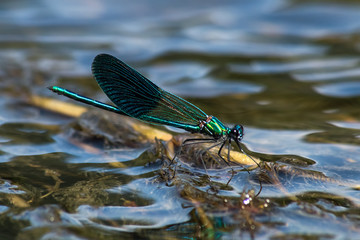Libellule sur la rivière Lot © jeanmichel deborde