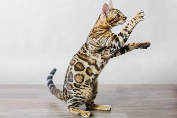 Bengal cat brown spotted pets