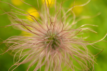 Abstract plant seeds