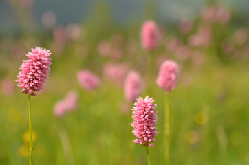 Mountain clover