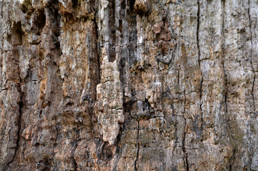 Old tree bark