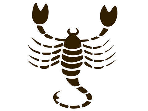 Scorpione in attacco, pericoloso e virale