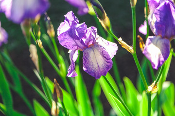 beautiful lilac flower iris closeup