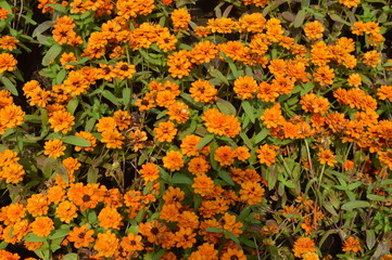 Orange Flower
