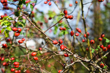 Hagebutten. Herbst