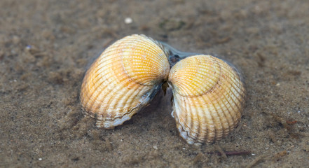 Herzmuscheln im Watt