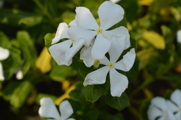 White Flower