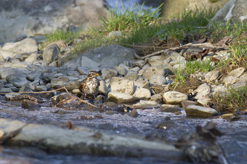 Redwing. Turdus iliacus. Turdus iliatsus on the river bank during migration