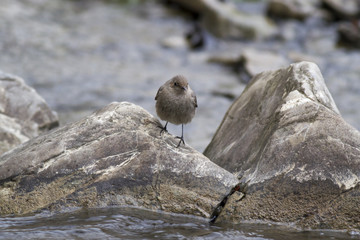 Black redstart