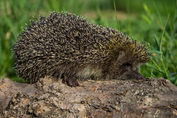 Young prickly hedgehog on the log