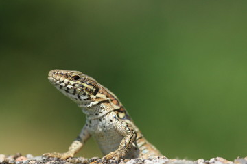 Contemplation du lezard