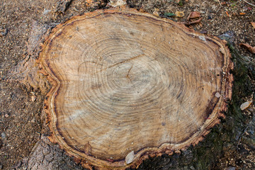 Tree stump wood close up. wooden texture background, Grunge textured image