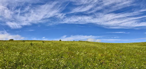 Panoramic view of flowering summer meadow with beautiful sky