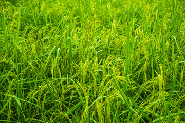 Rice plantation agricultural organic farm