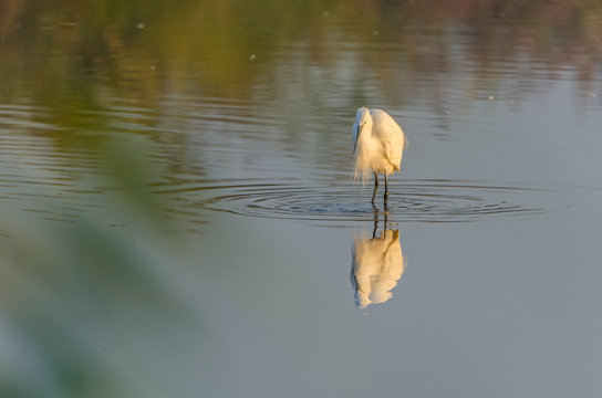 heron in the water