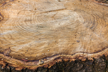 Tree stump wood close up. wooden texture background, Grunge textured image