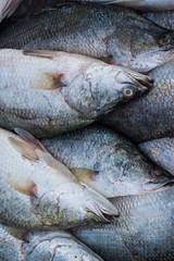 Fresh sea bass fish in market of seafood