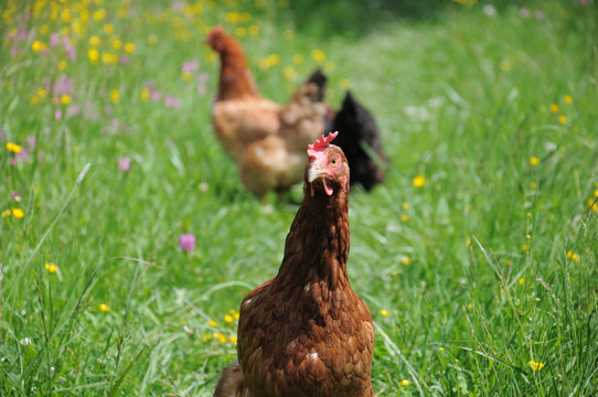 flock of chickens grazing on a traditional poultry farm in summer sunny day