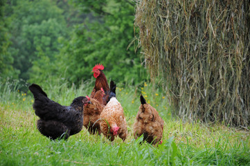 flock of chickens grazing on a traditional poultry farm in summer sunny day