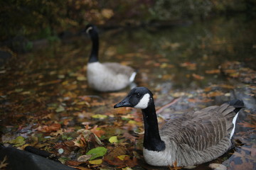 Two Geese in a Pond at Central Park in New York During Autumn with Fall Leaves in the Water