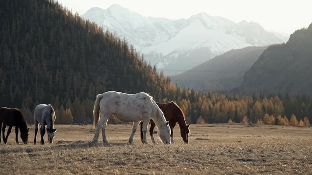 Horses (small herd) graze in a picturesque area surrounded by mountains. Wild horses walk and eat grass in a clear day: the sun's rays in the frame. Horses graze in the mountains.