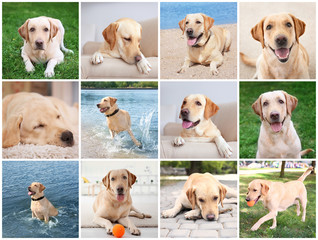 Collage with cute Labrador Retriever dog