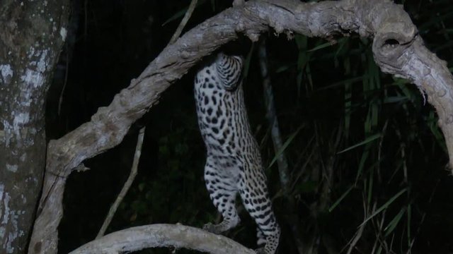 Ocelot (Leopardus pardalis) at night  climbing in tree, Pantanal wetlands, Brazil. Low angle tracking shot
