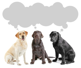 Cute Labrador Retriever dogs and space for text on white background