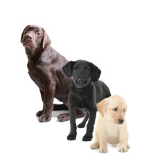 Cute Labrador Retriever dogs on white background