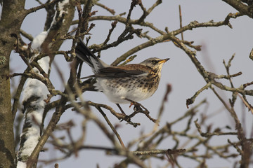 Fieldfare. Fieldfare in the natural environment