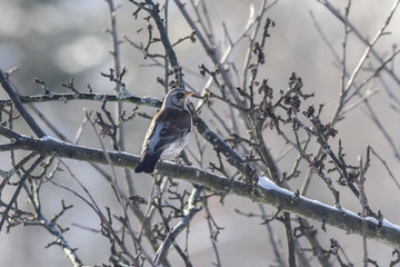 Fieldfare. Fieldfare in the natural environment