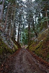 Weg im Wald