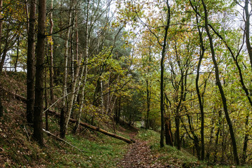 Obraz premium Herbstlicher Wald-Spaziergang in Norddeutschland