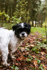 Herbstlicher Wald-Spaziergang in Norddeutschland