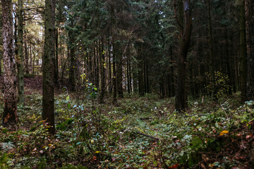 Herbstlicher Wald-Spaziergang in Norddeutschland