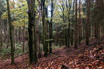 Herbstlicher Wald-Spaziergang in Norddeutschland