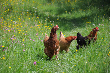  flock of chikens grazing on the green grass of village courtyard in summer sunny day