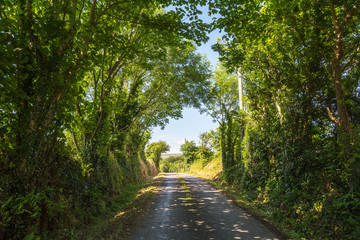 Fototapeta premium Country Lanes in County Cork, Ireland