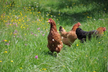  flock of chikens grazing on the green grass of village courtyard in summer sunny day
