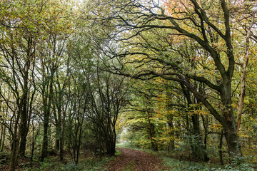 Herbstlicher Wald-Spaziergang in Norddeutschland