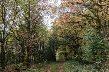 Herbstlicher Wald-Spaziergang in Norddeutschland