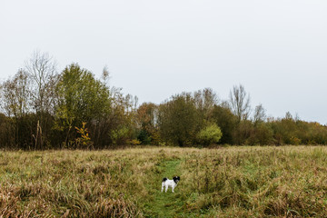 Herbstlicher Wald-Spaziergang in Norddeutschland
