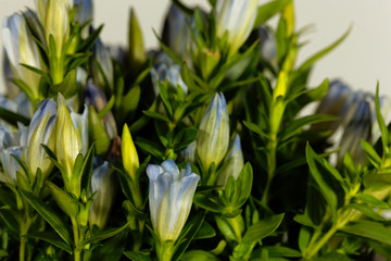 Fototapeta premium Gentiana hybridum, a garden gentian