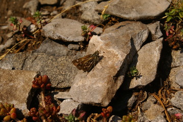 Schmetterling