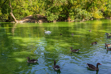 Swans and ducks swimming in the lake