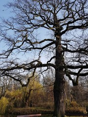 Drzewo © michalsen