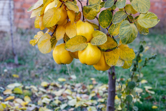 Ayva ağacında olgun meyveler