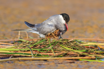 common tern (sterna hirundo)