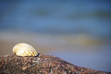 Muschel auf einem Stein am Strand der Ostsee