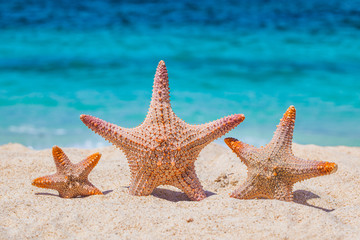 Fototapeta na wymiar Three starfish on beach